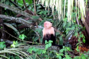 Caño Negro Wildlife Refuge