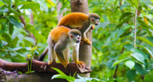 Tapir Valley Nature Reserve Monkeys in the trees